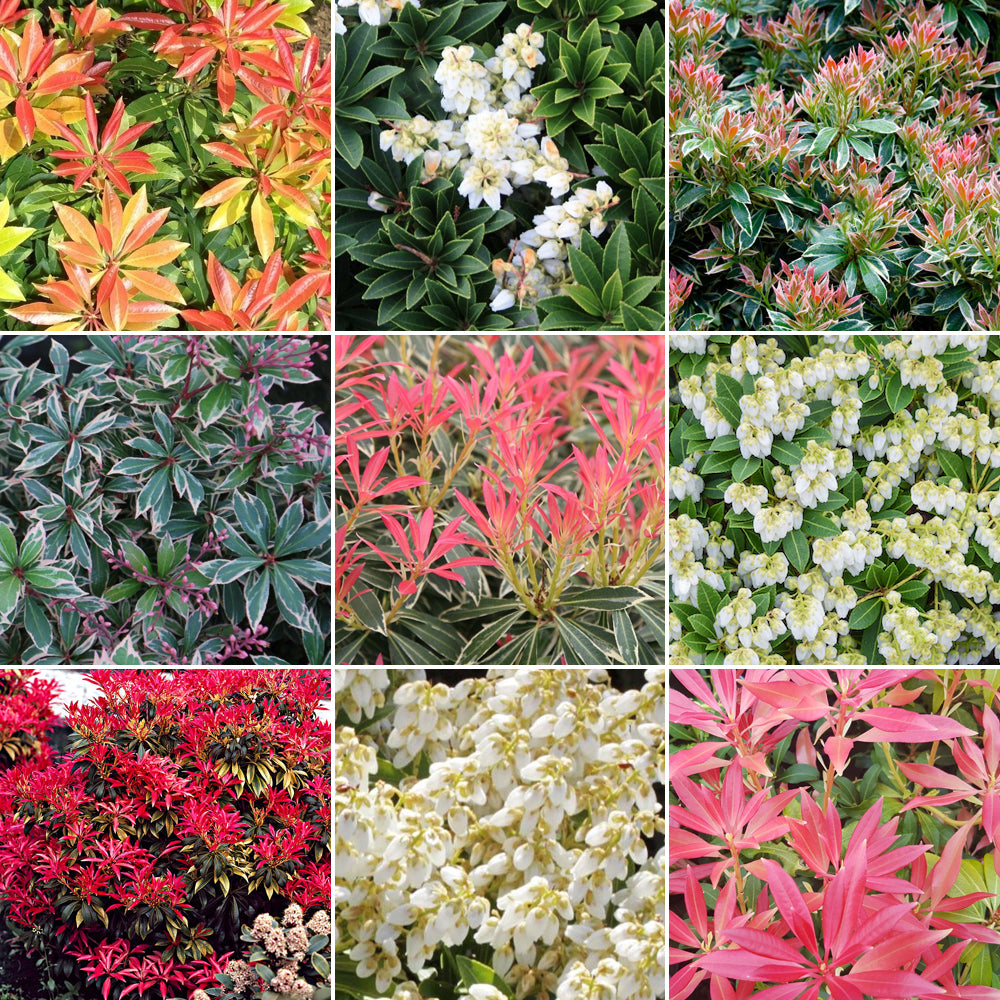 Pieris Mix (9cm, Pack of 5)