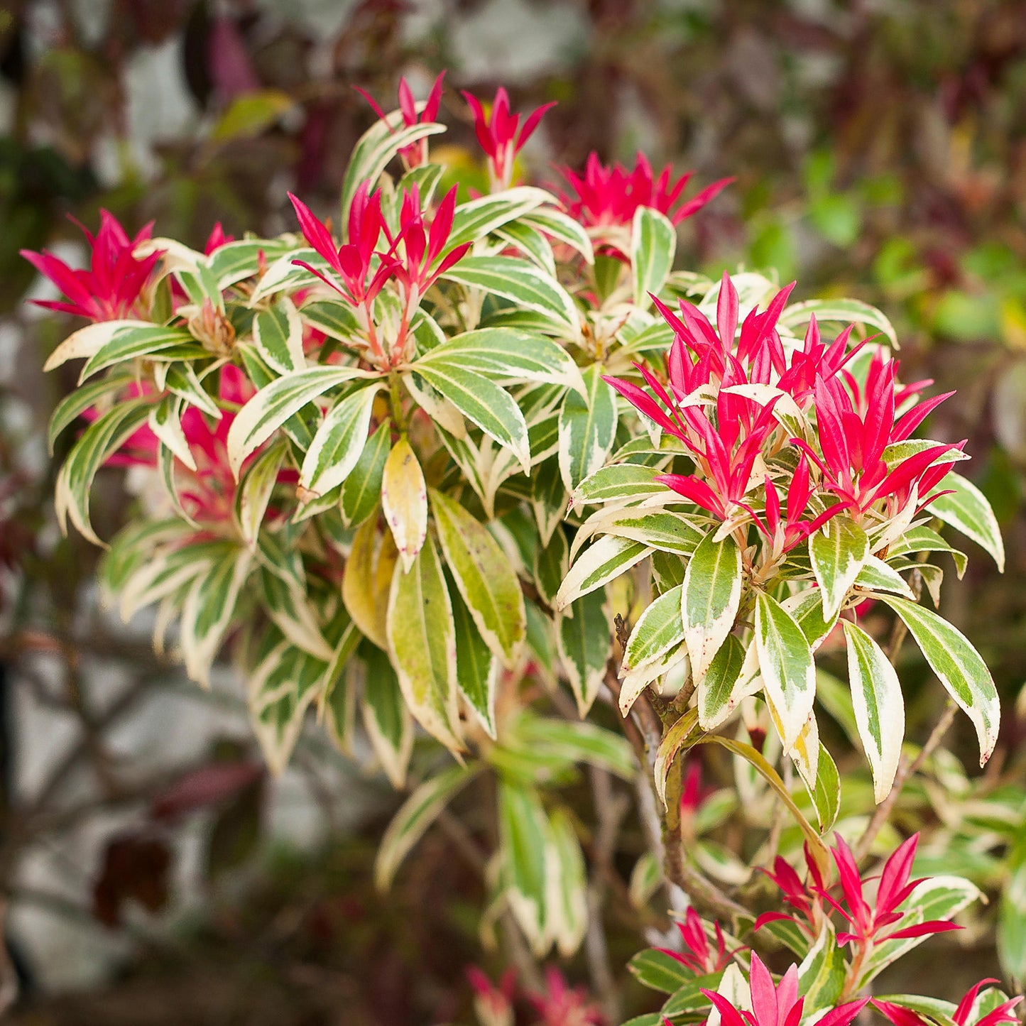 Pieris Flaming Silver (1L)