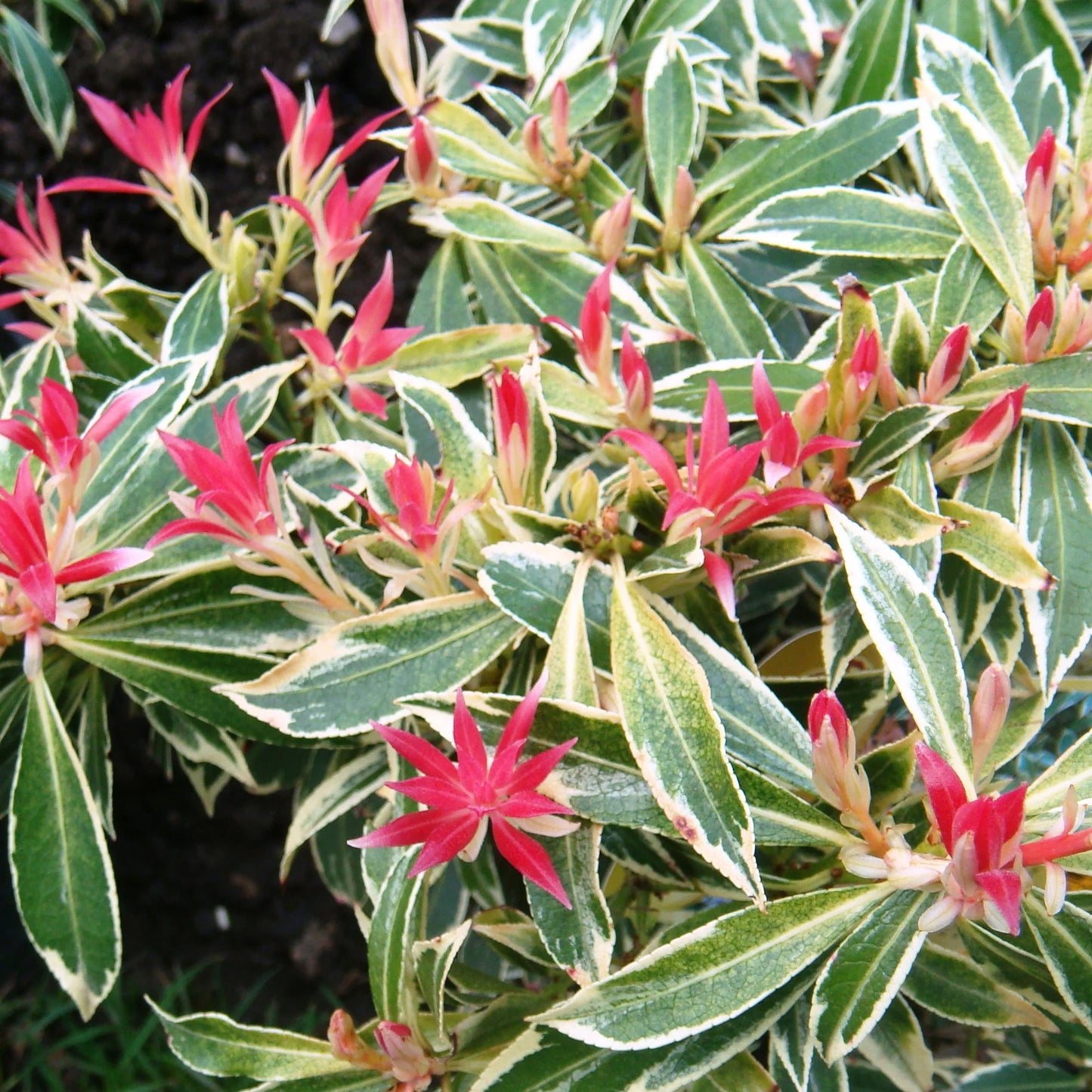 Pieris Flaming Silver (1L)