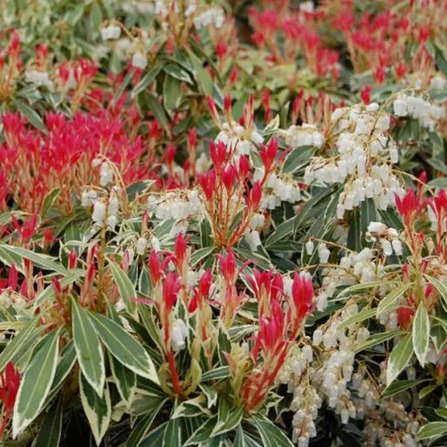 Pieris Flaming Silver (1L)