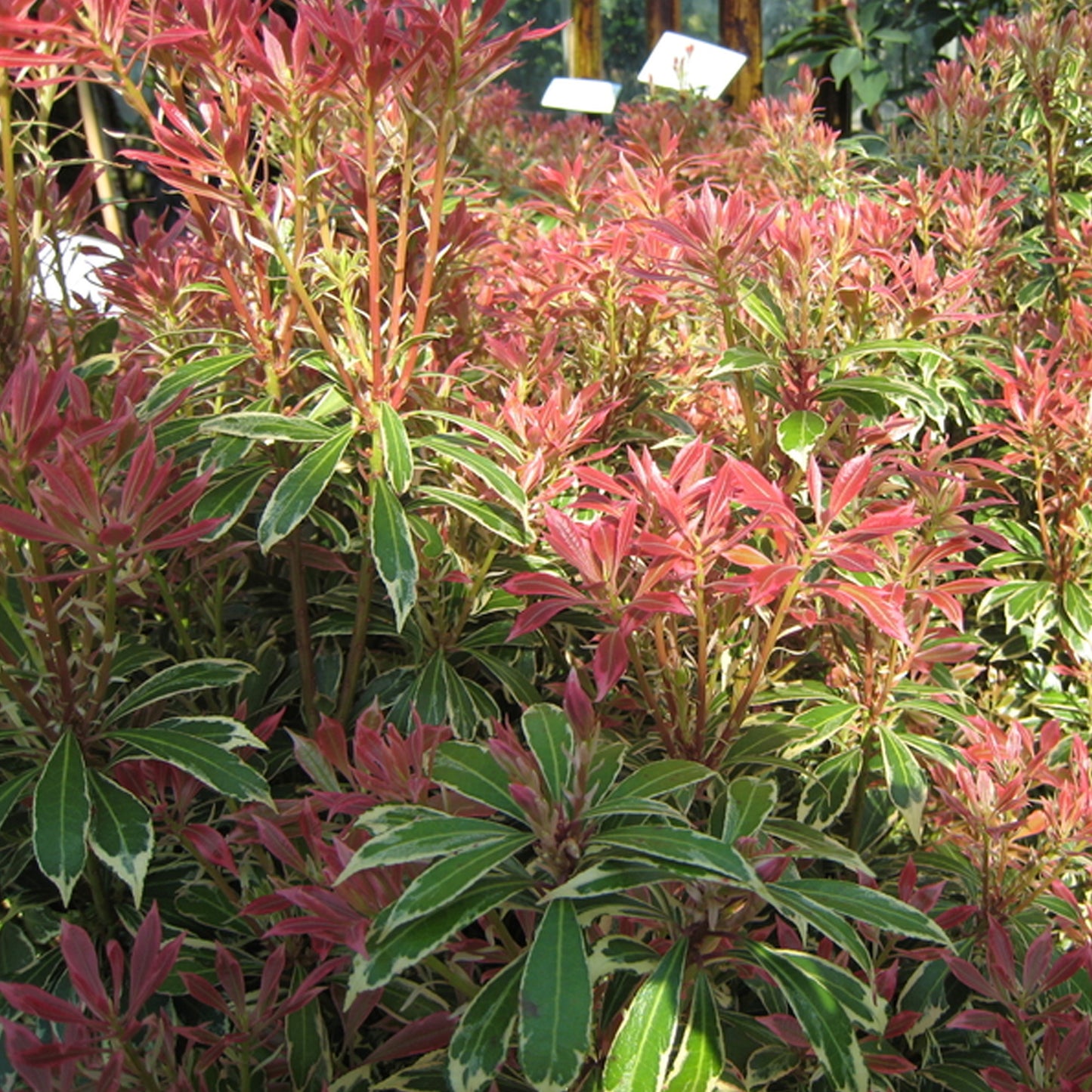 Pieris Flaming Silver (1L)