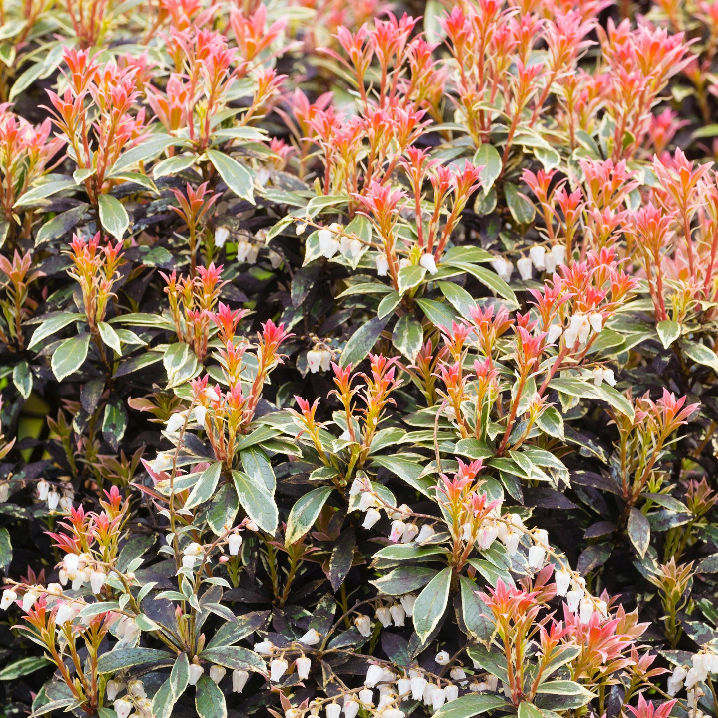 Pieris Little Heath (1L)