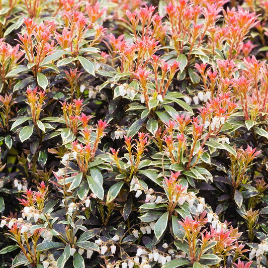 Pieris Little Heath (1L)