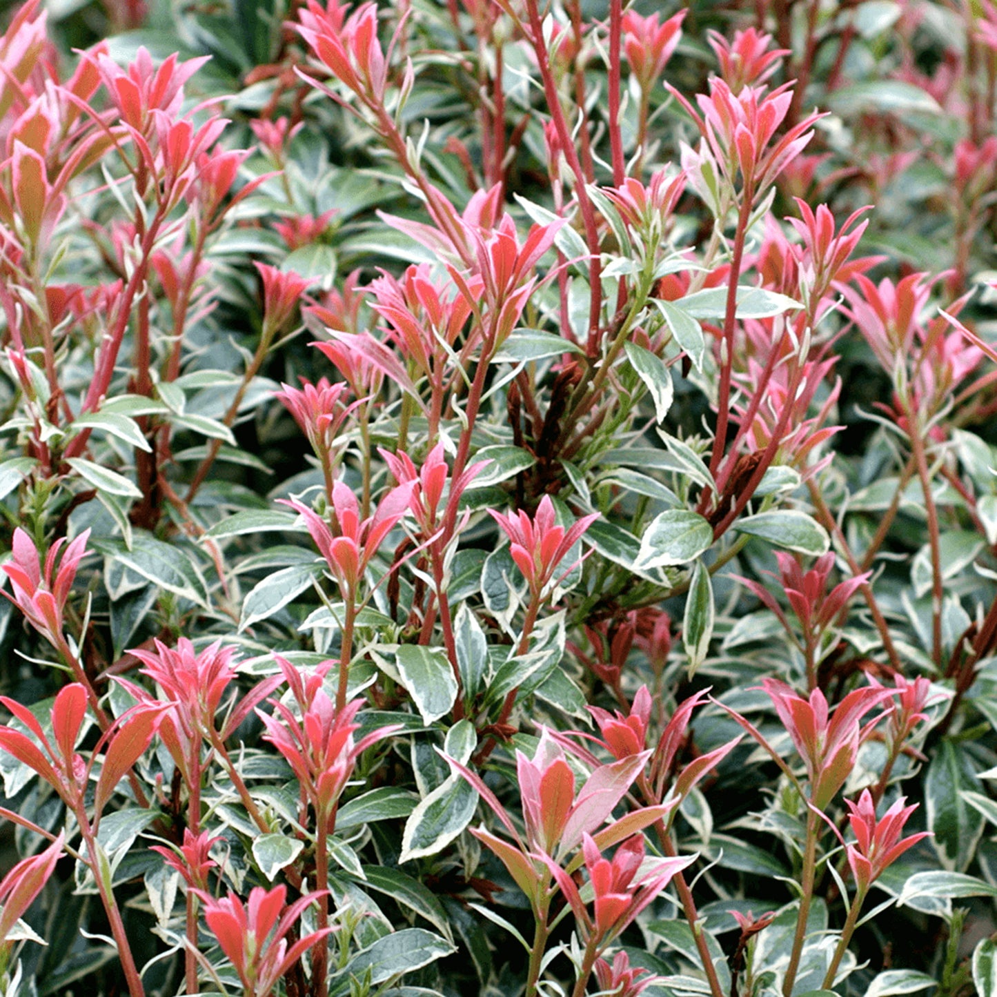 Pieris Little Heath (1L)