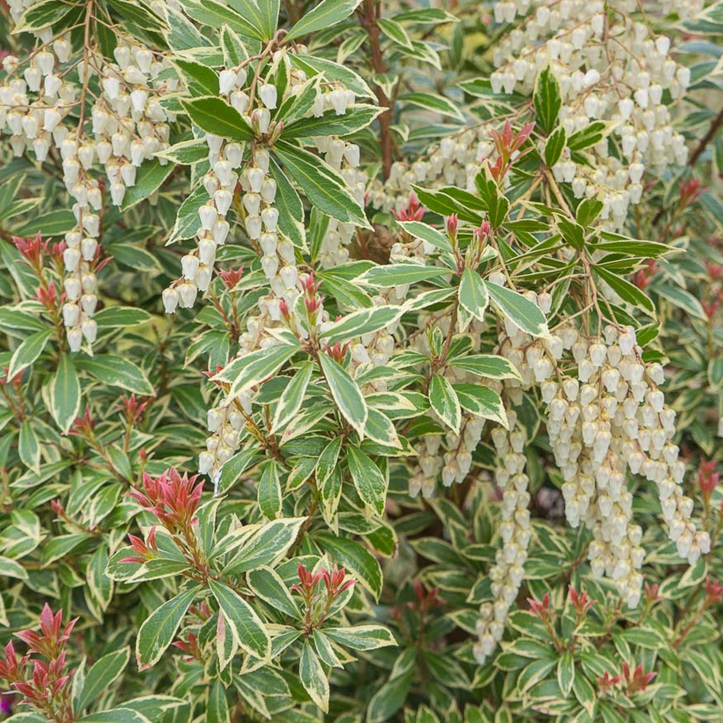 Pieris Little Heath (1L)
