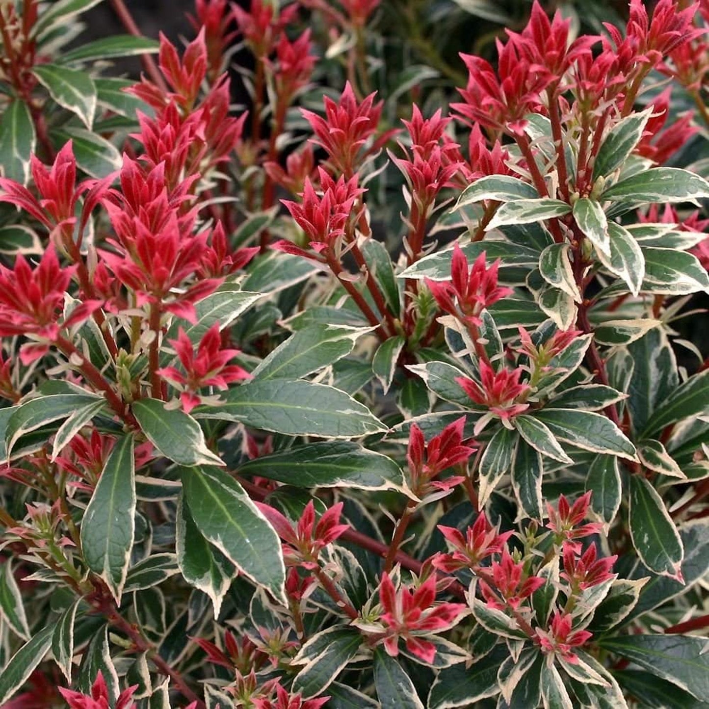 Pieris Little Heath (1L)