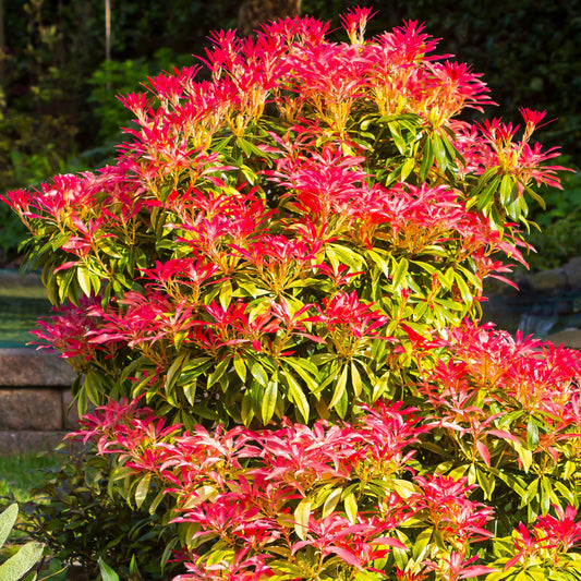 Pieris Mountain Fire (1L)