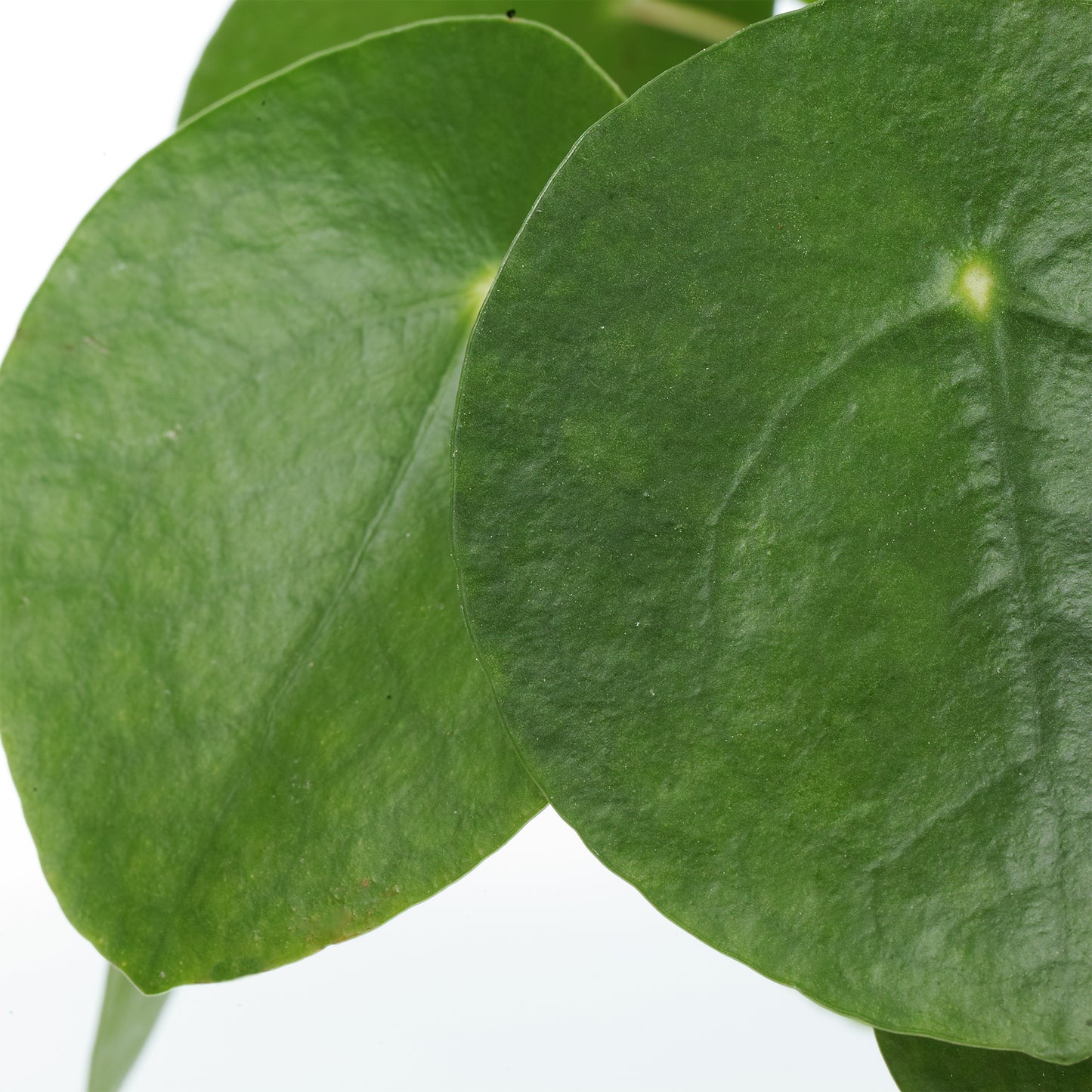 Pilea Peperomioides (12cm) V4