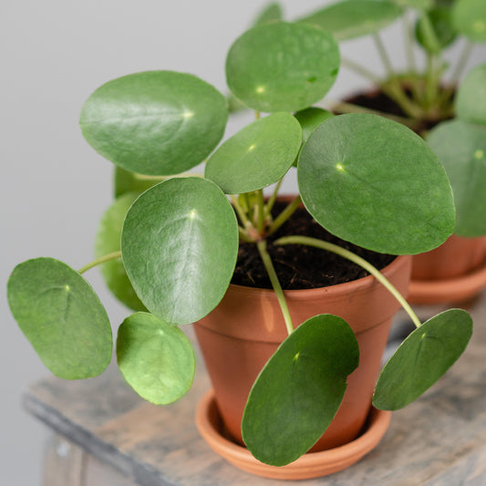 Pilea Peperomioides (12cm) V2