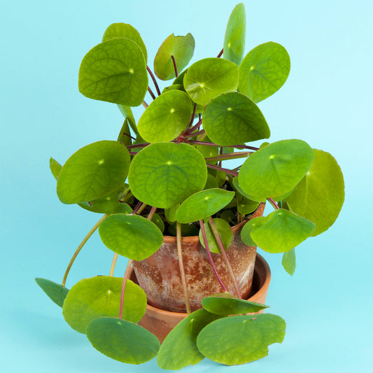 Pilea Peperomioides (12cm) V3