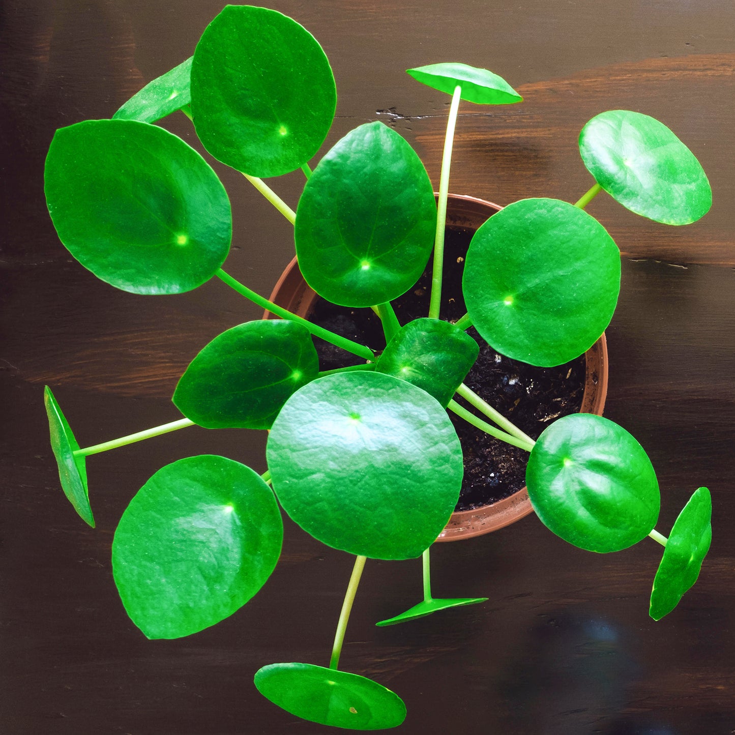 Pilea Peperomioides (12cm) V4