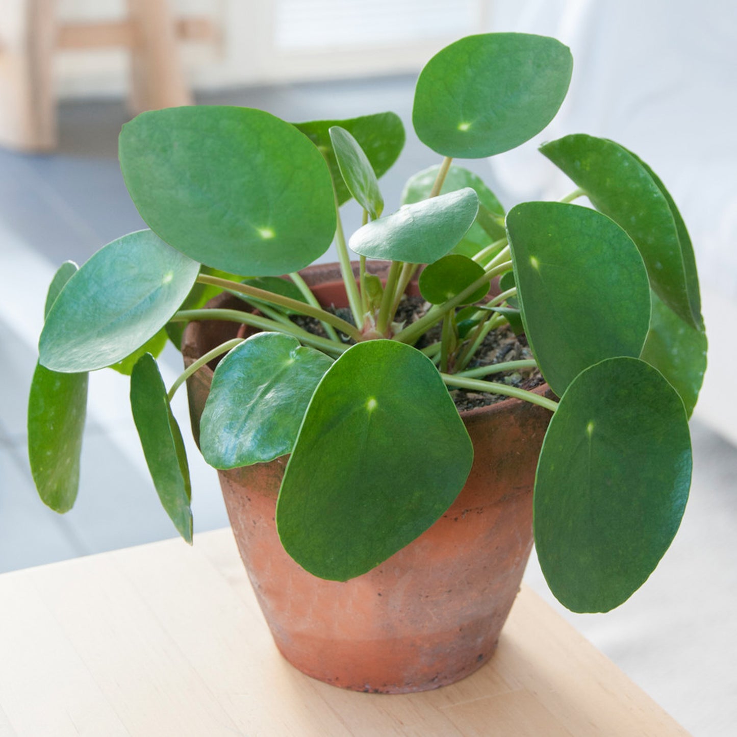 Pilea Peperomioides (12cm) V5