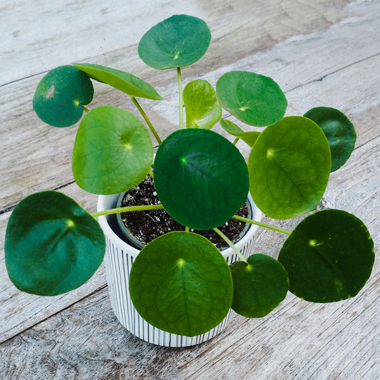 Pilea Peperomioides (12cm) V1