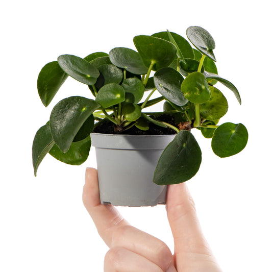 Baby Plants - Pilea Peperomioides