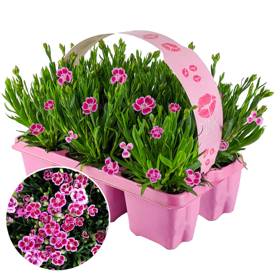 Dianthus Pink Kisses (Carry Six Pack)