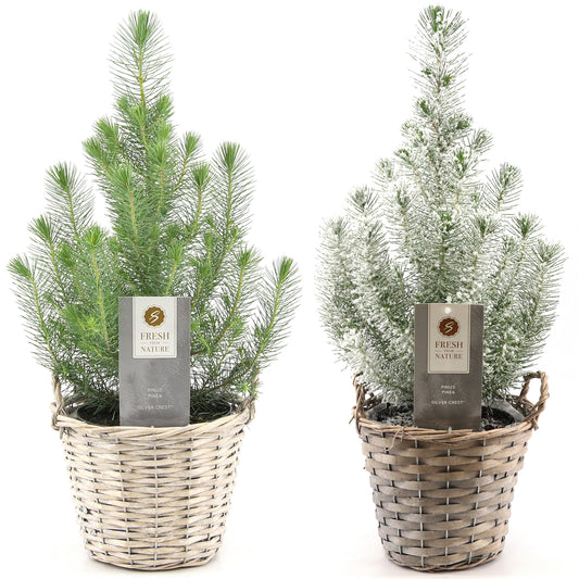 Pinus Silver Crest In Wicker Basket