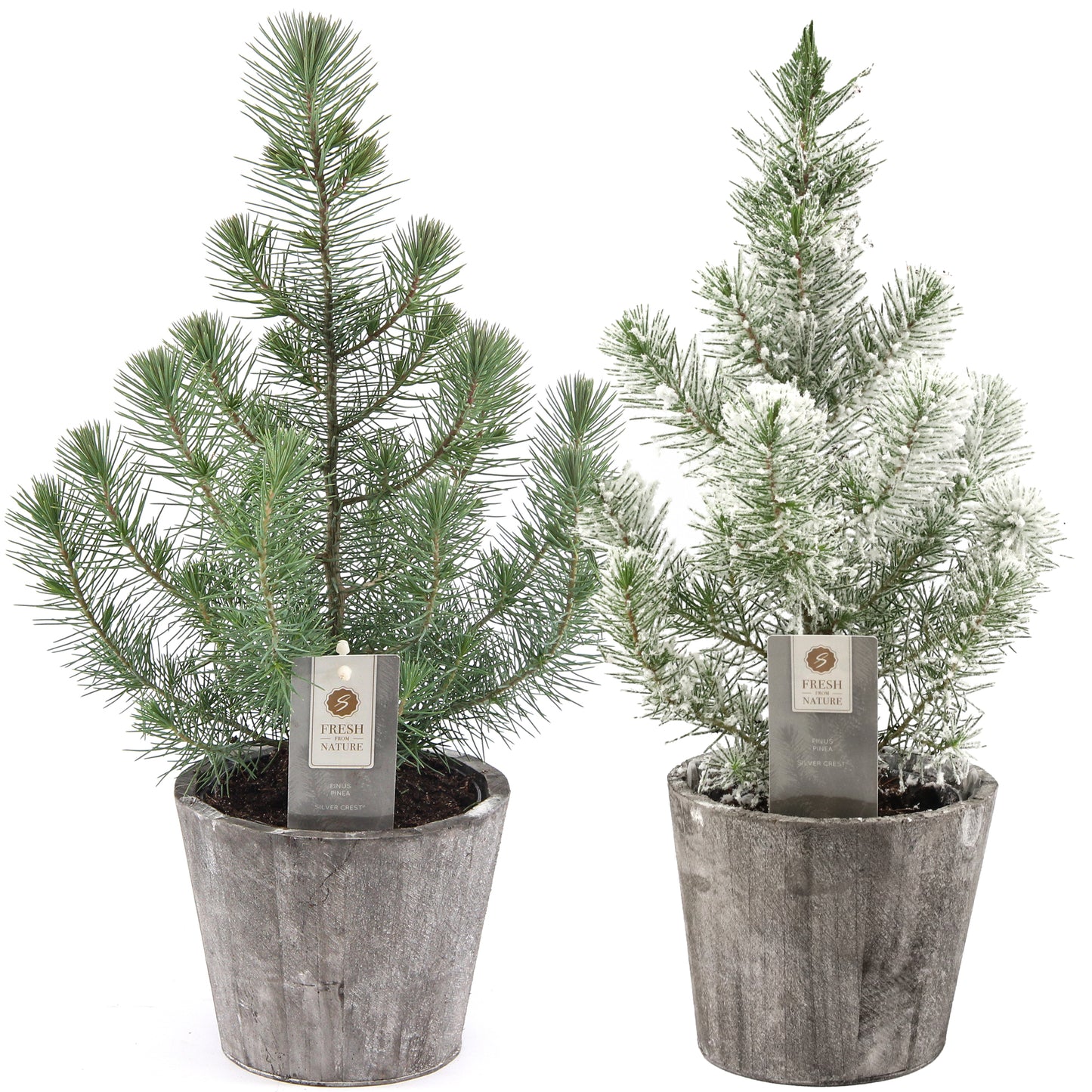 Pinus Silver Crest In Wooden Pot