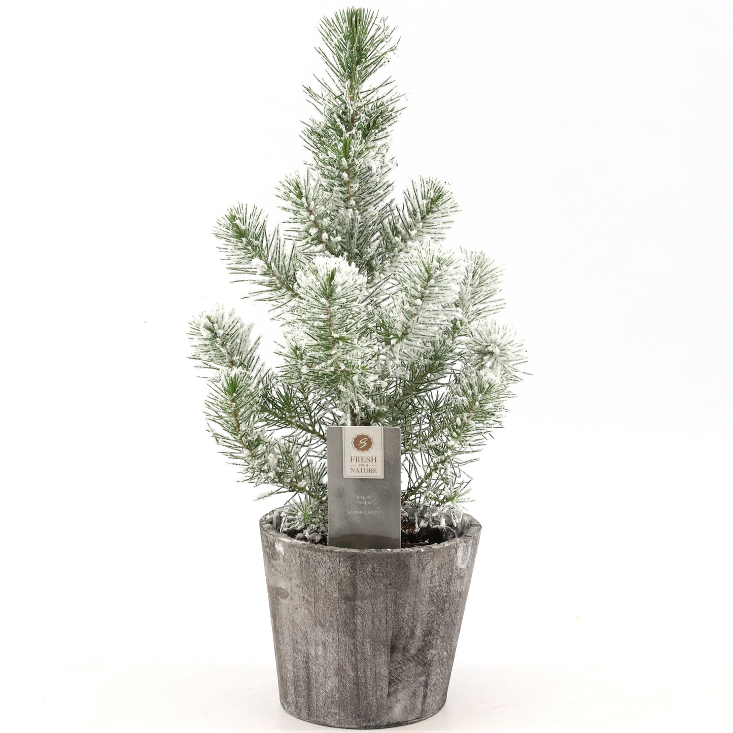 Pinus Silver Crest In Wooden Pot