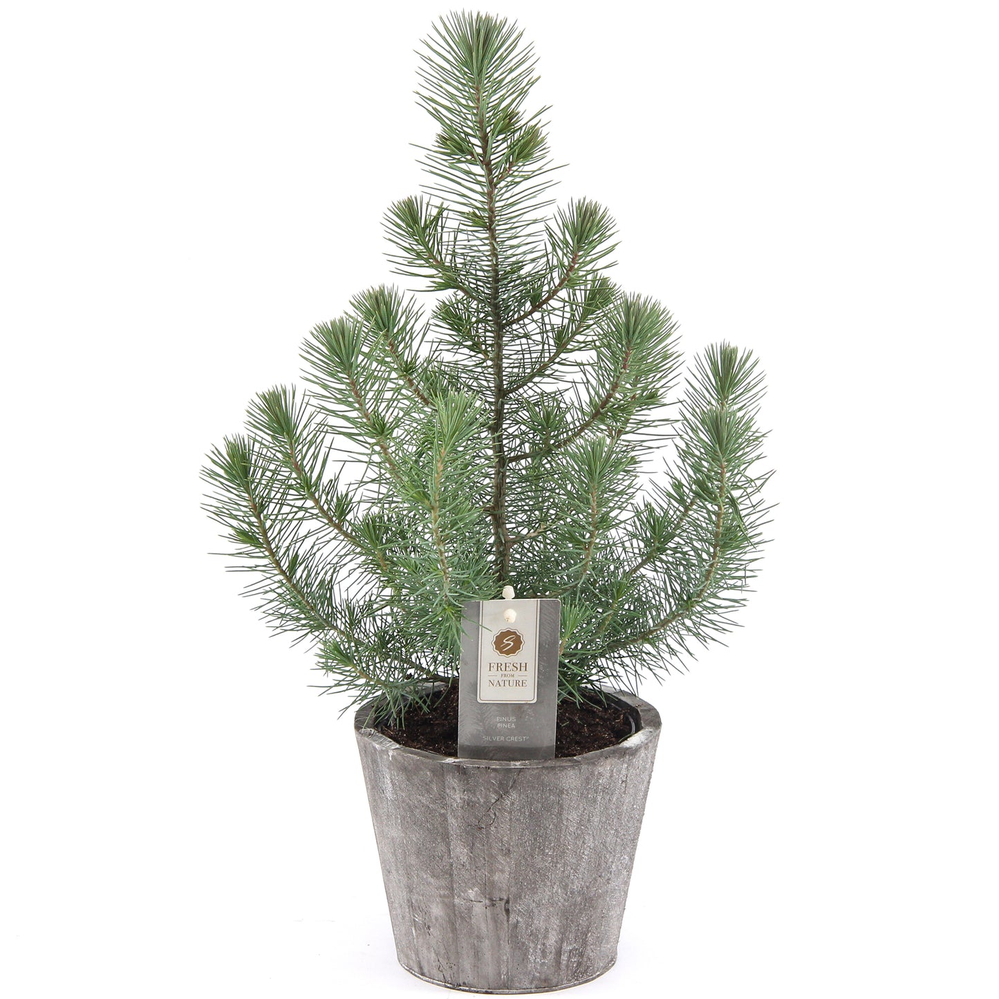 Pinus Silver Crest In Wooden Pot