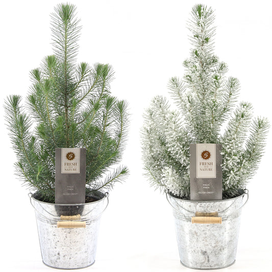 Pinus Silver Crest In Zinc Pale
