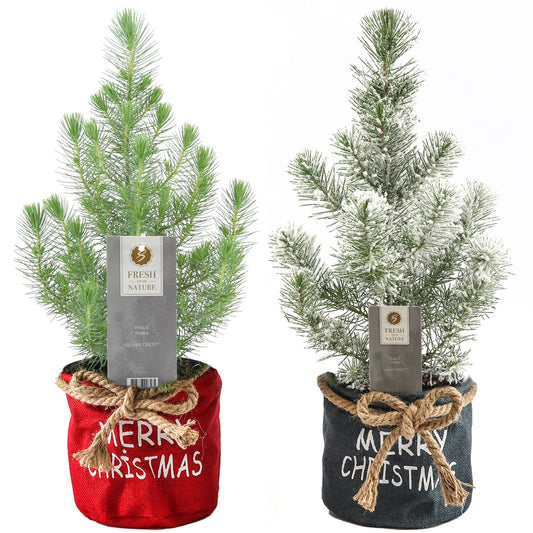 Pinus Silver Crest Merry Christmas Bag