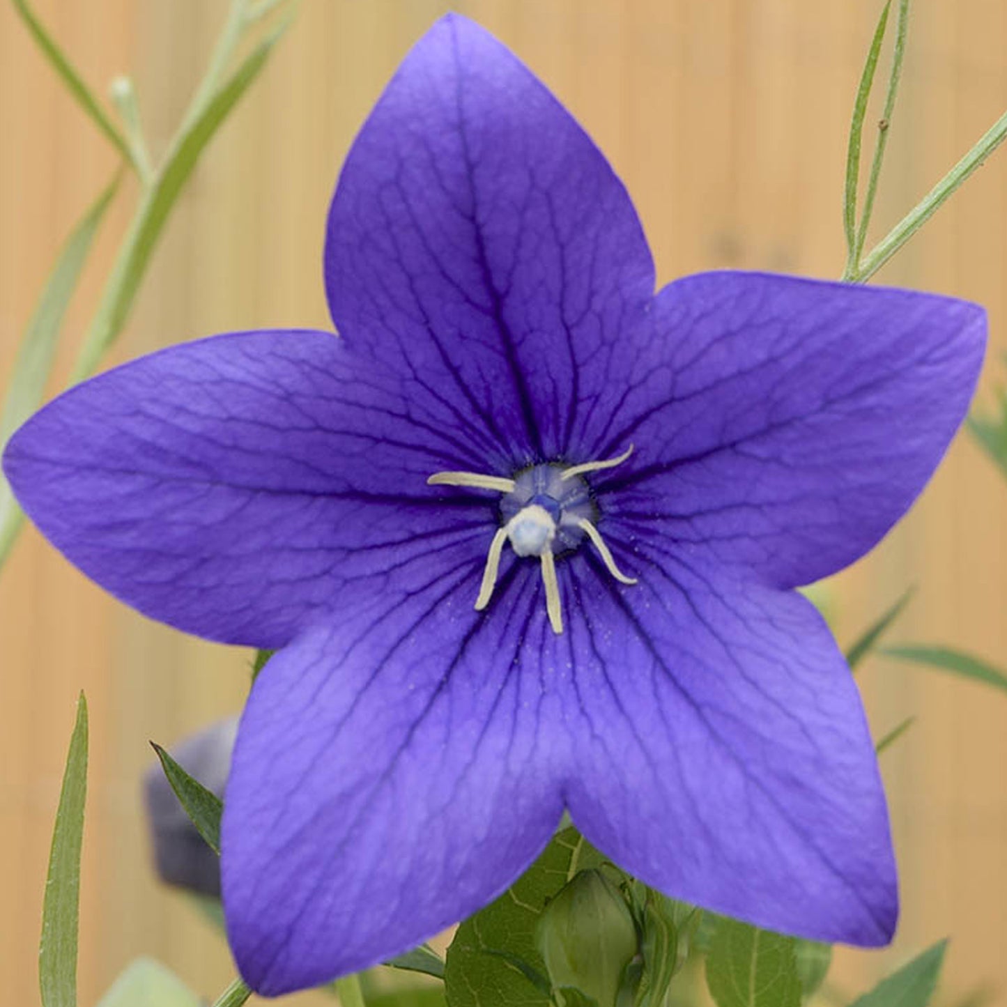 Platycodon Blue