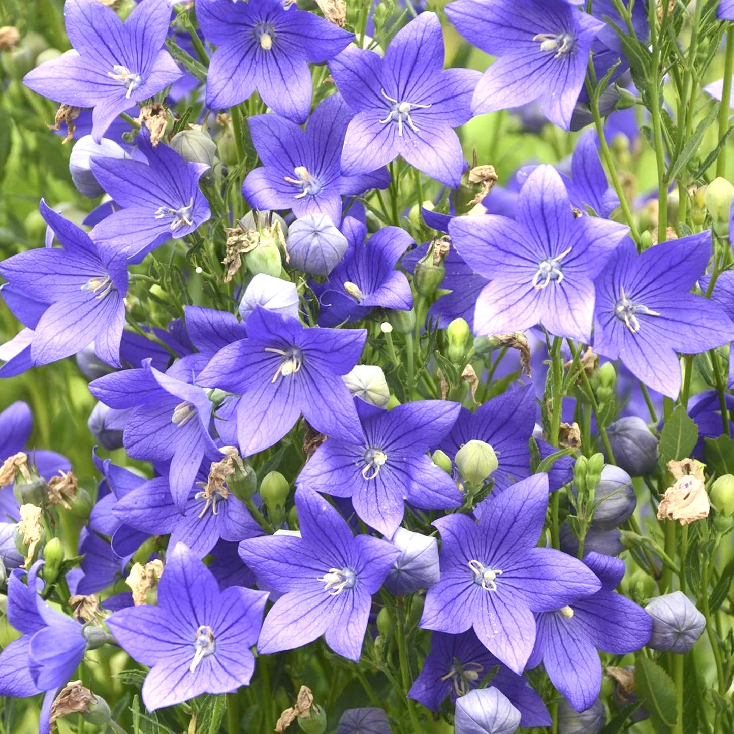 Platycodon Blue