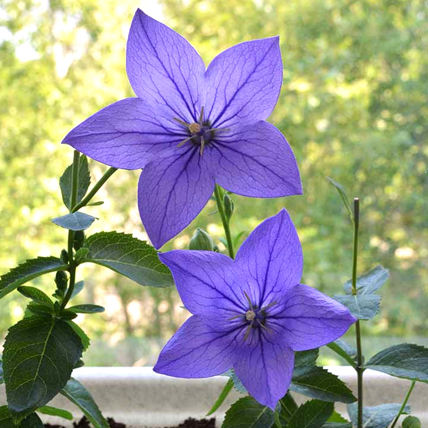 Platycodon Blue
