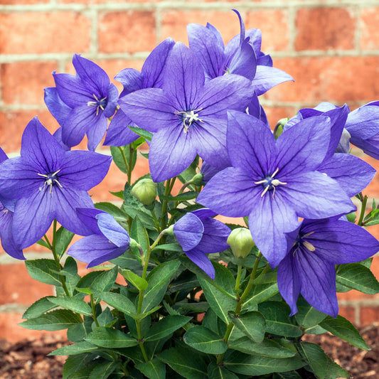 Platycodon Blue