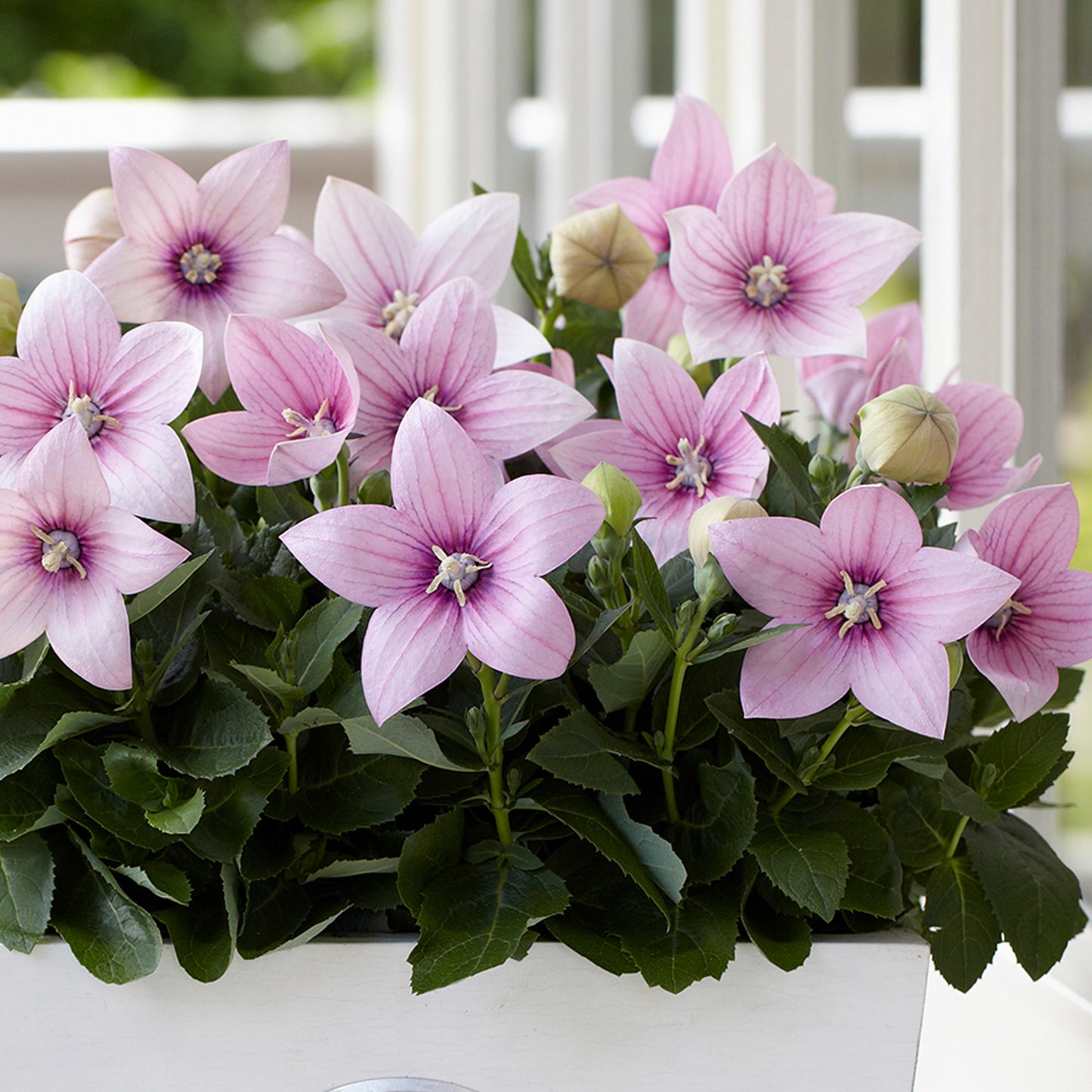 Platycodon Pink