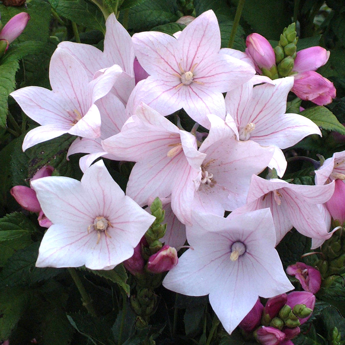 Platycodon Pink