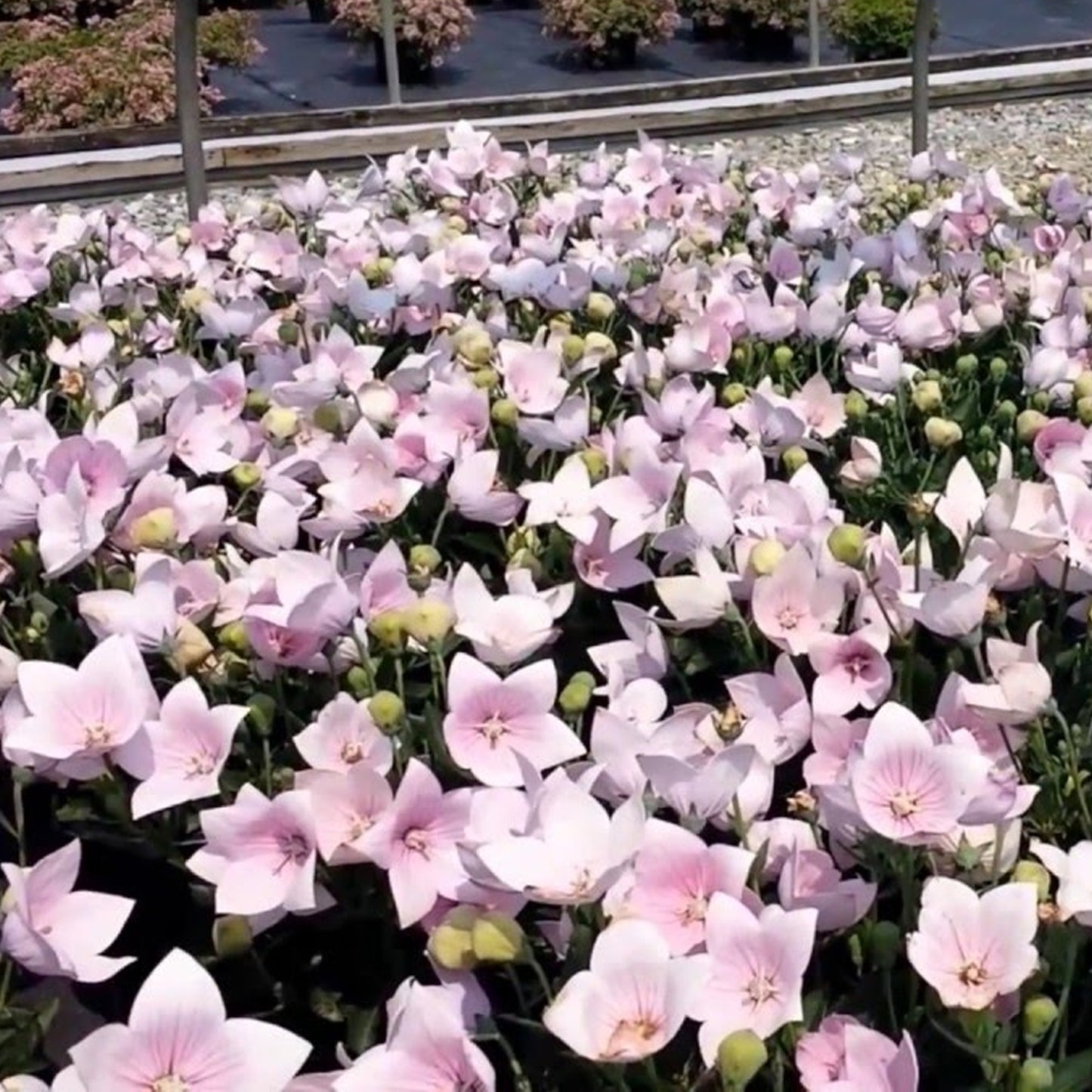 Platycodon Pink