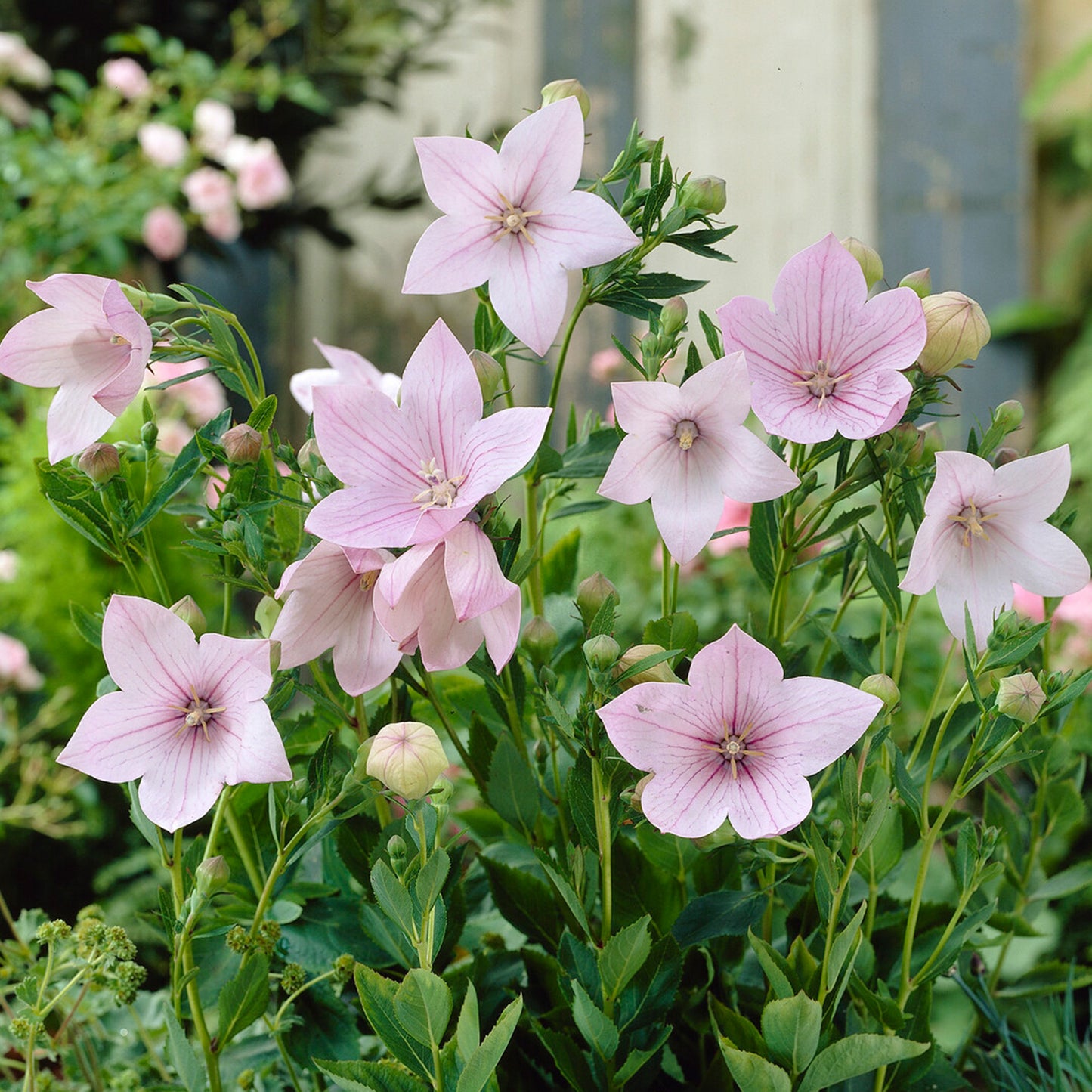 Platycodon Pink