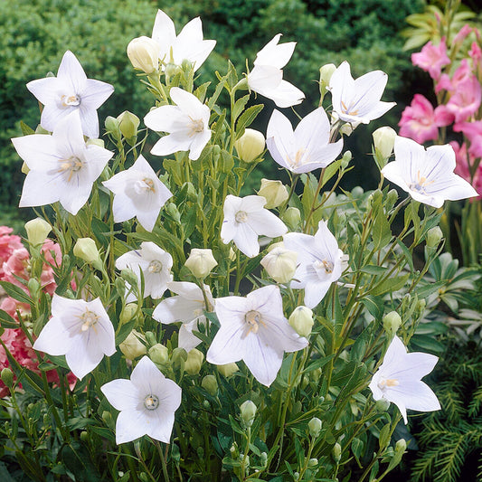 Platycodon White