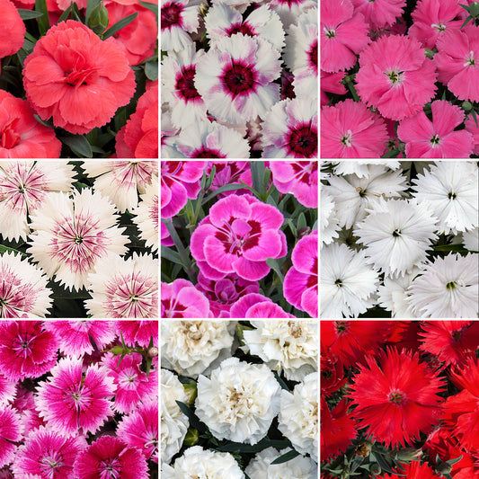 Dianthus Plant Mix (3cm plugs, 6 plants)