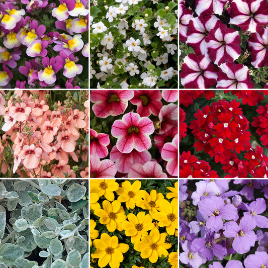 Basket Plant Mix  (3cm plugs, 6 plants)