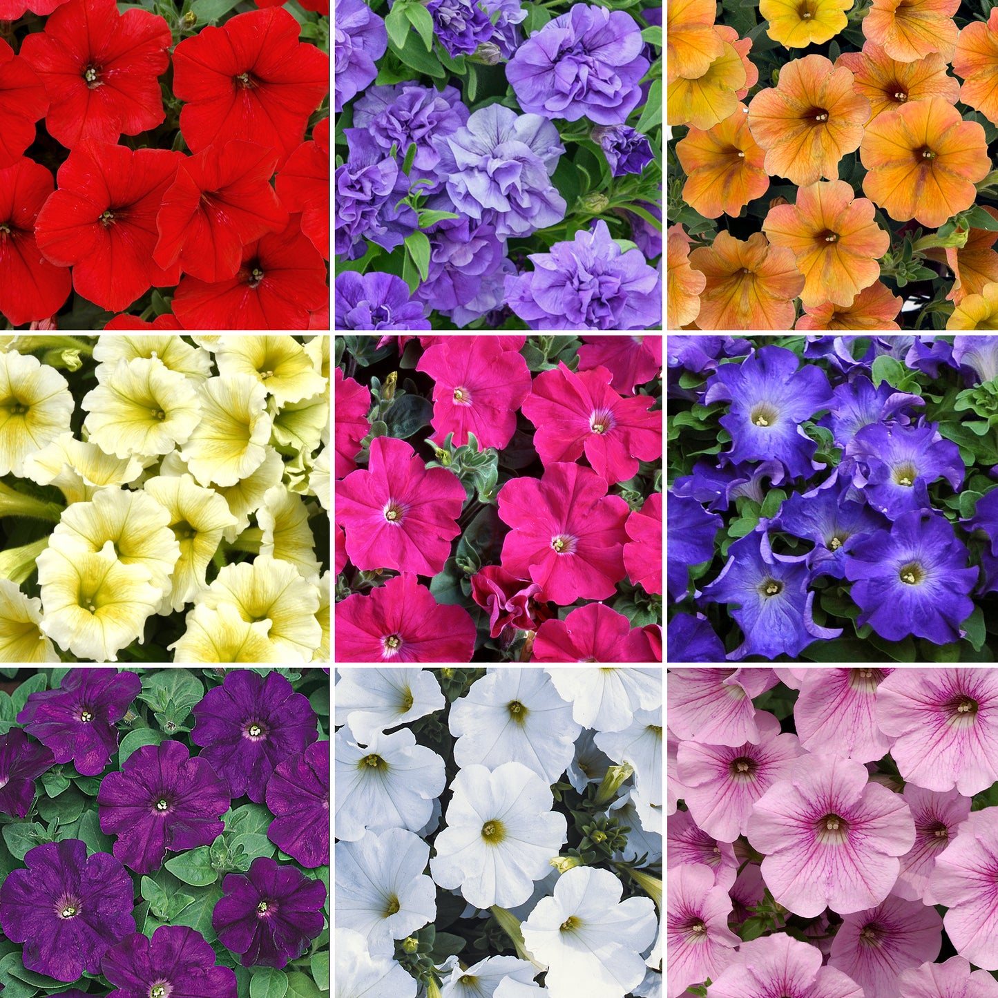 Petunia Plant Mix (3cm plugs, 6 plants)