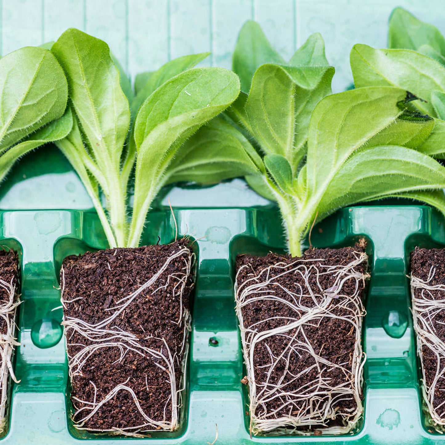 Petunia Plant Mix (3cm plugs, 6 plants)