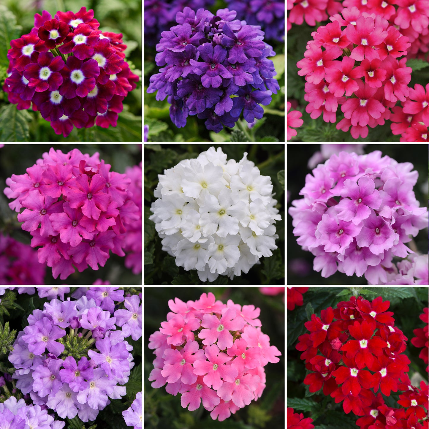 Verbena Plant Mix (3cm plugs, 6 plants)