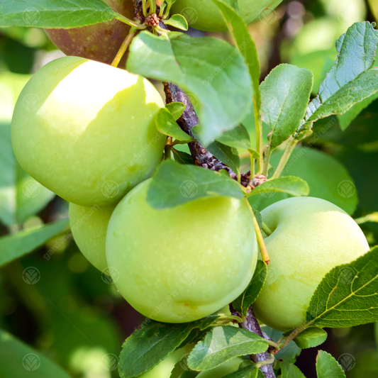 Plum Gage Old Greengage (12L, 4-5ft)