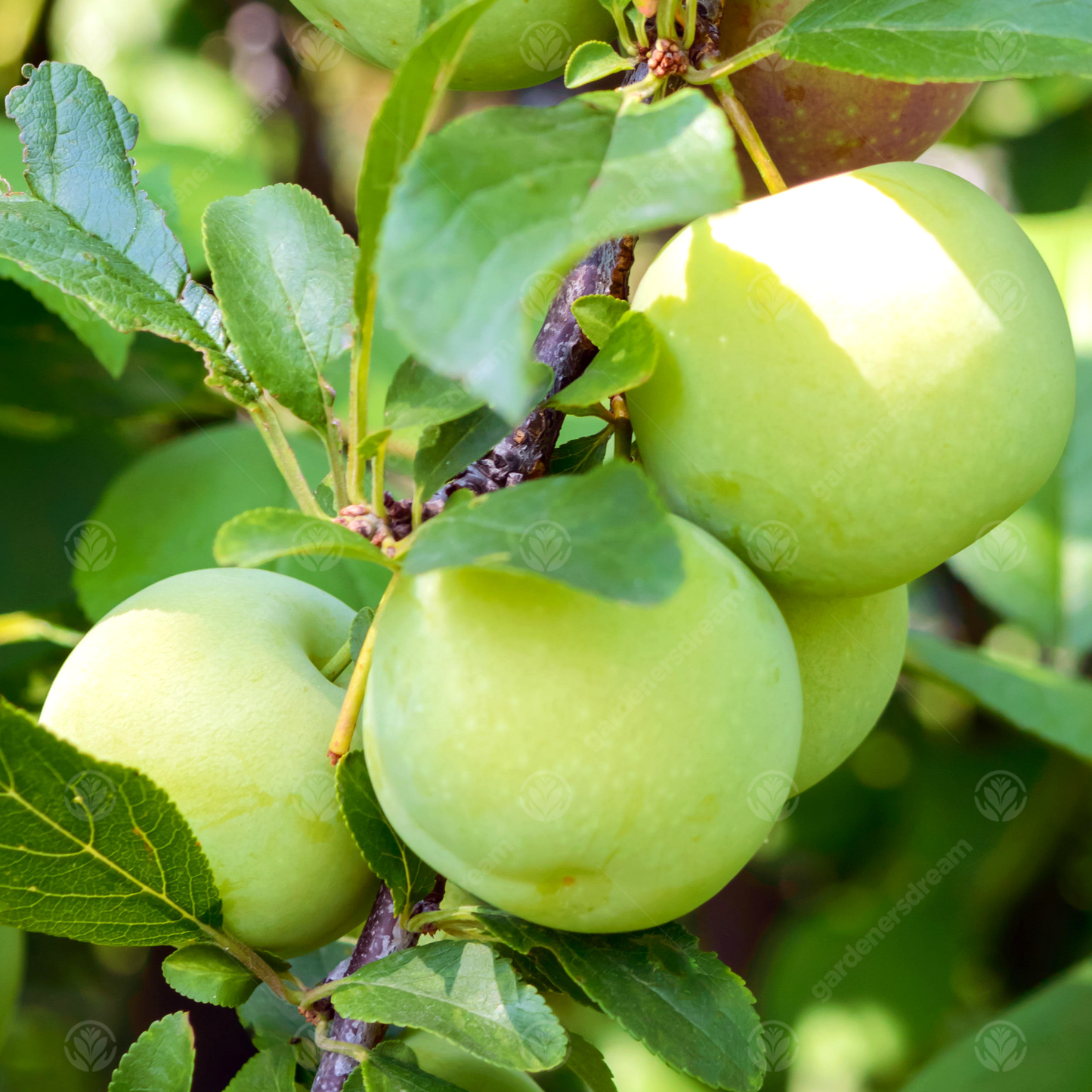 Plum Gage Oullins Golden (12L, 4-5ft)