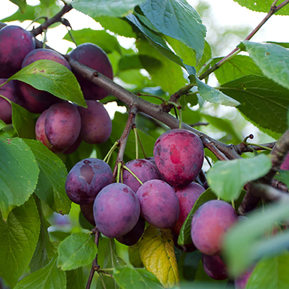 Plum Czar (12L, 4-5ft)