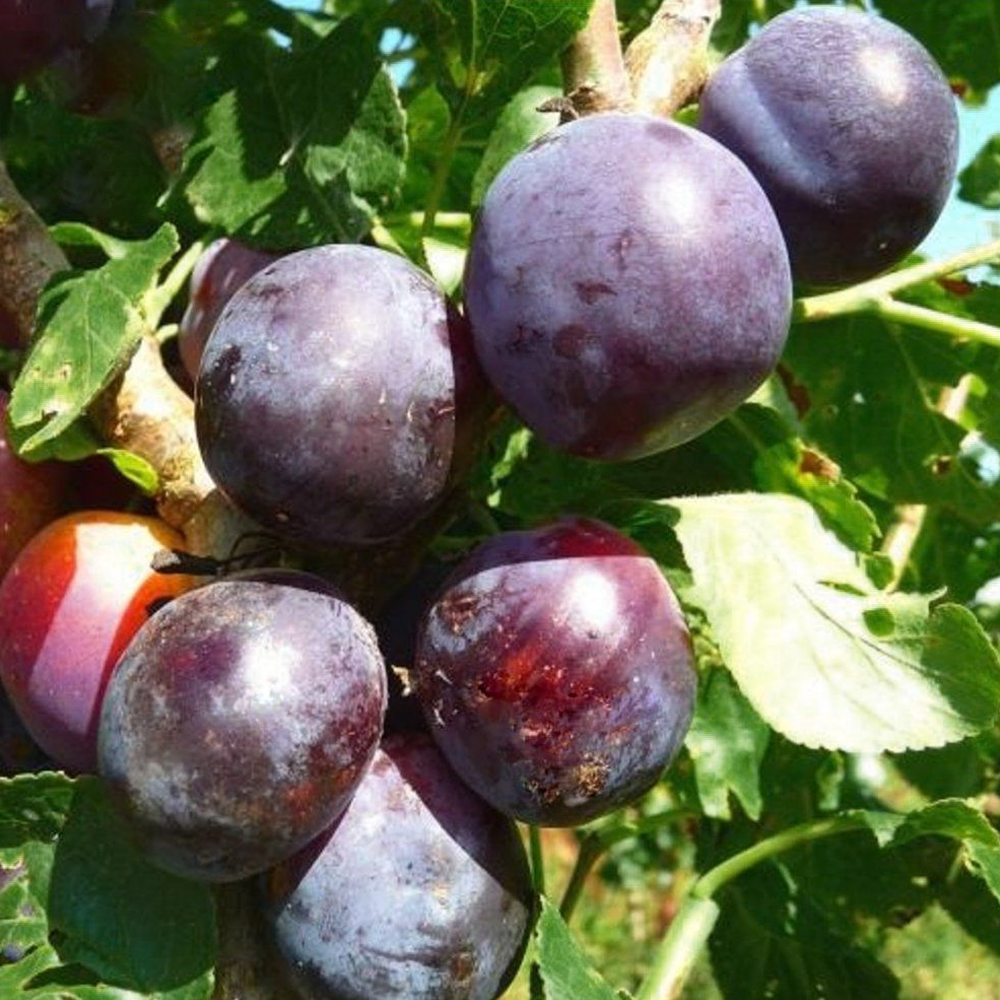 Plum Czar (12L, 4-5ft)