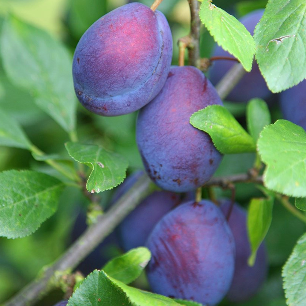 Plum Czar (12L, 4-5ft)