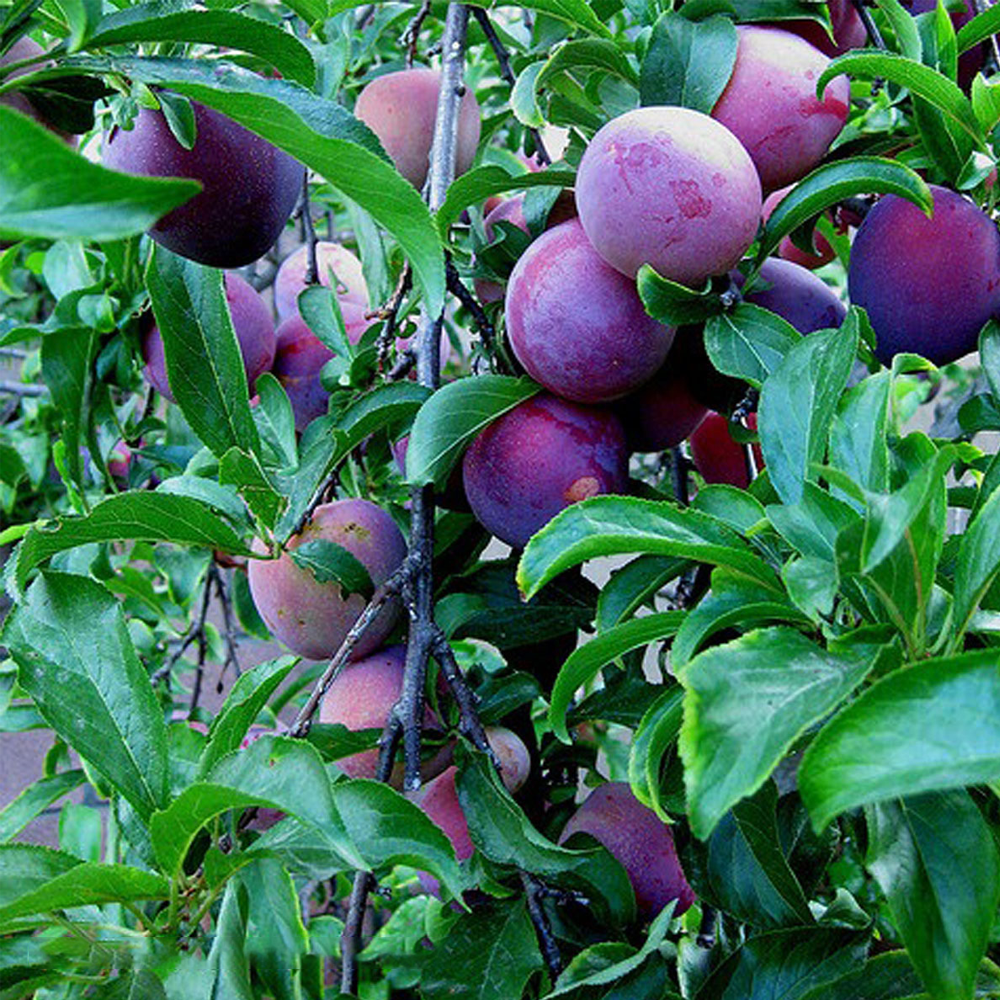 Plum Czar (12L, 4-5ft)