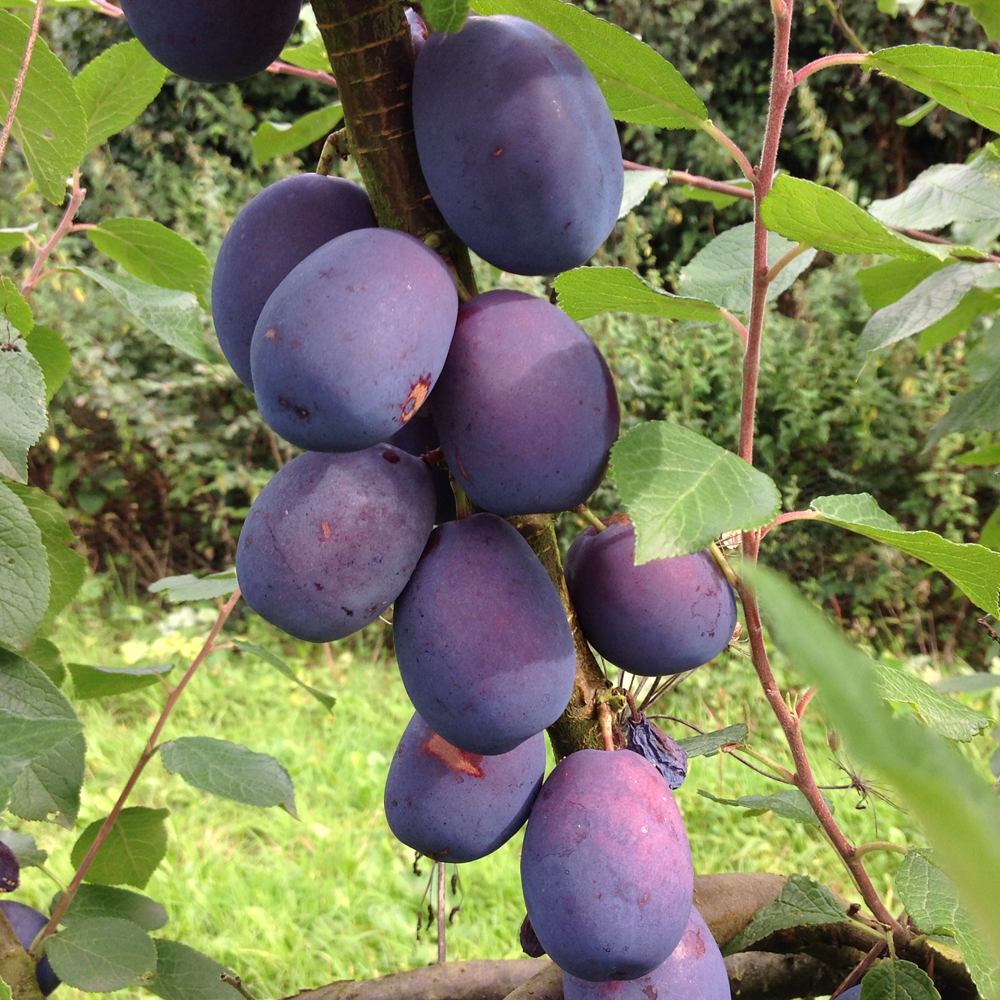Plum Marjorie's Seedling (12L, 4-5ft)
