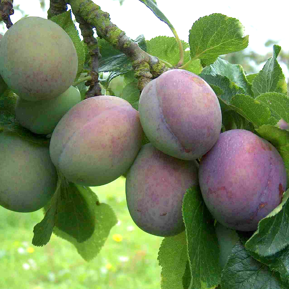 Plum Marjorie's Seedling (12L, 4-5ft)