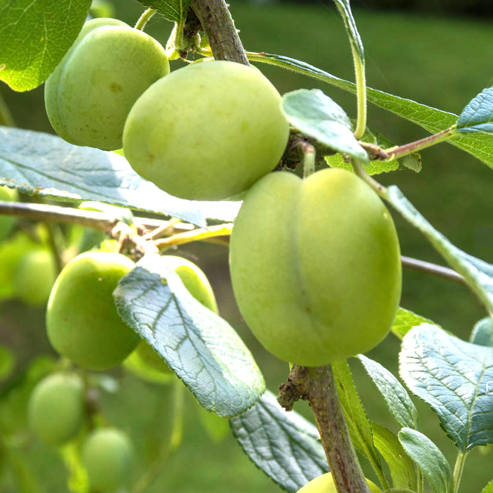 Plum Marjorie's Seedling (12L, 4-5ft)