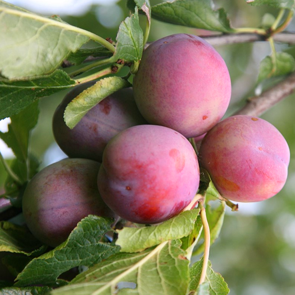 Plum Marjorie's Seedling (12L, 4-5ft)