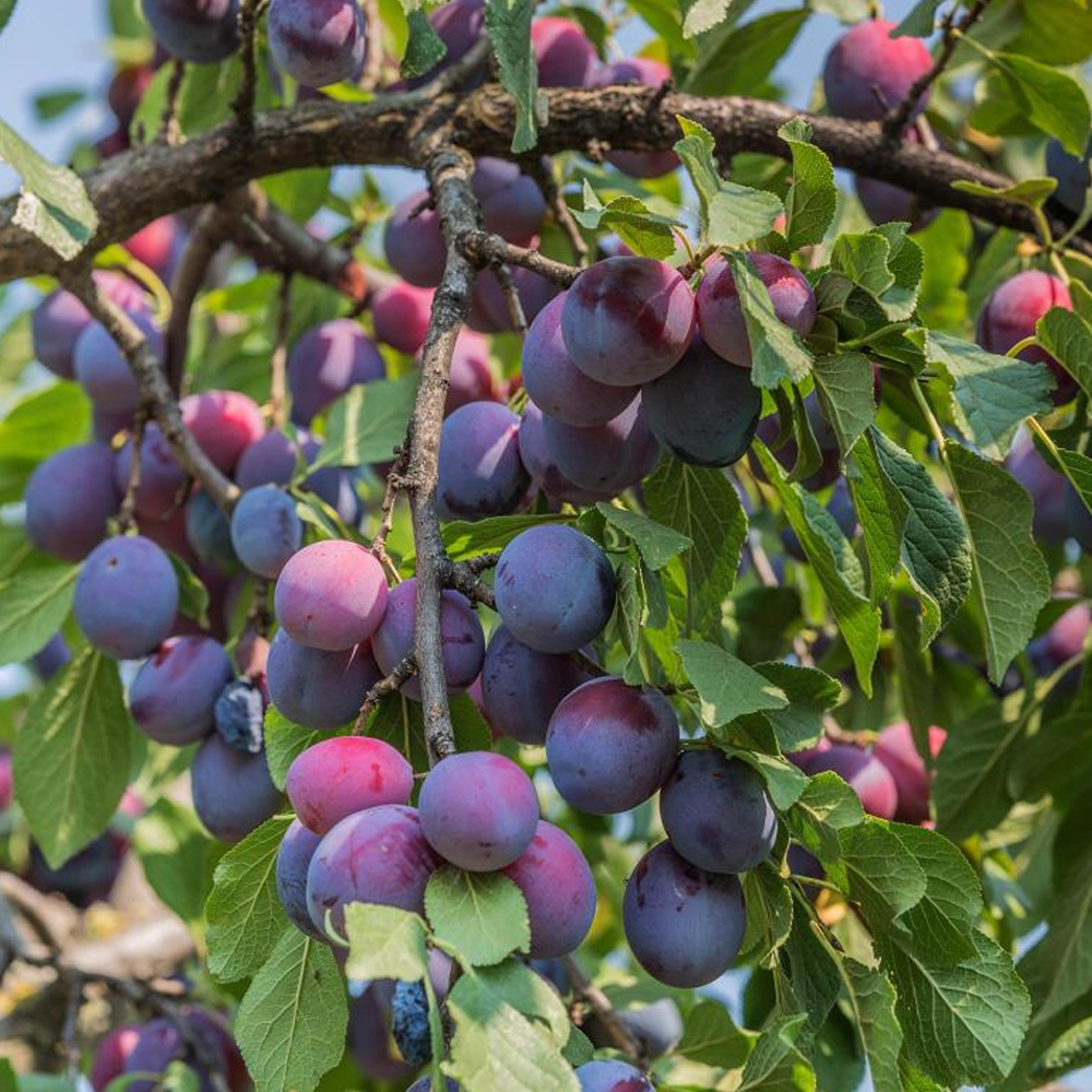 Plum Marjorie's Seedling (12L, 4-5ft)